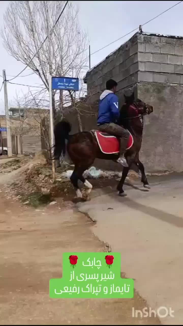 نریان شجره دار|اسب و تجهیزات اسب‌سواری|شیراز, بازار|دیوار
