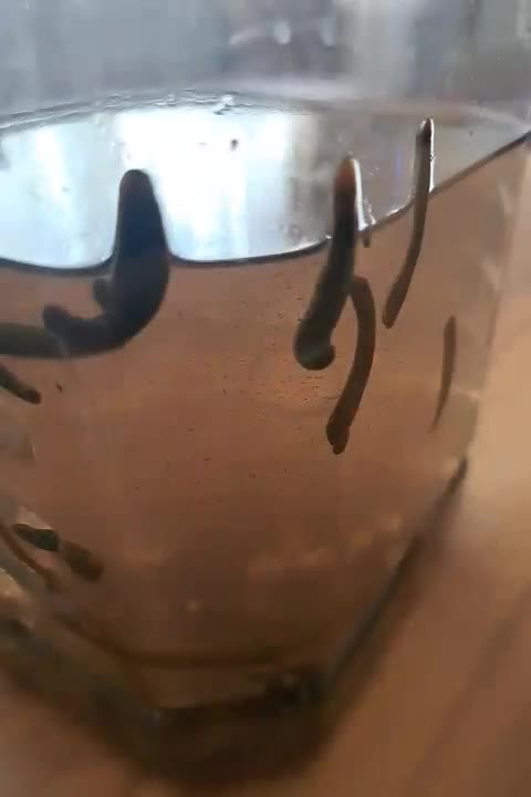 زالو|خزنده|ارومیه, |دیوار