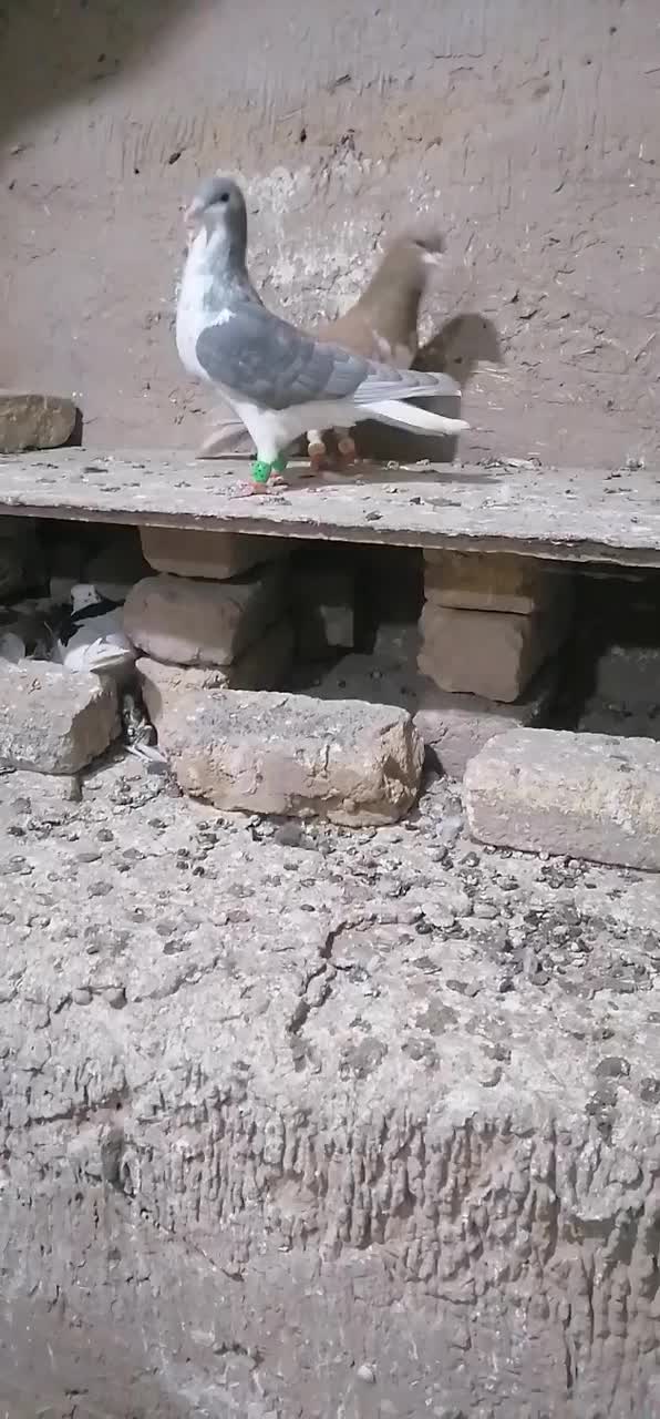 ساده زرد و چپ|پرنده|تربتحیدریه, رضاشهر|دیوار