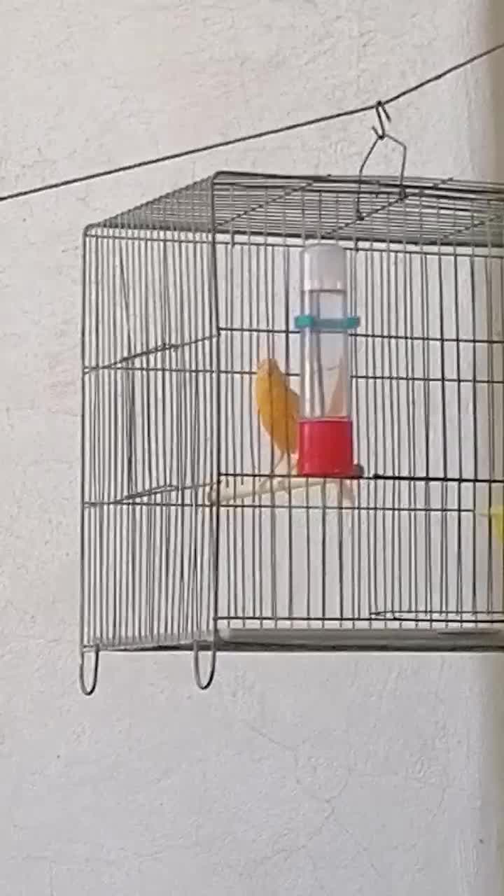 قناری دهن زن|پرنده|فسا, |دیوار