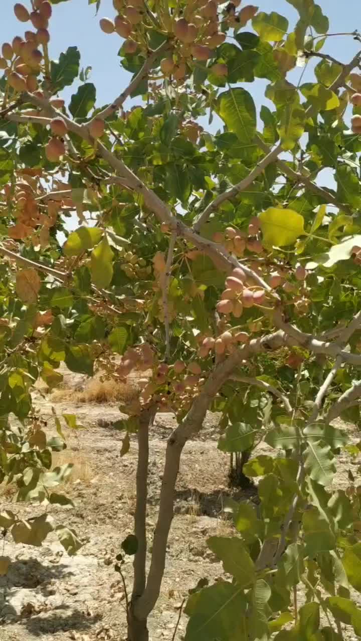 فروش زمین کشاورزی پسته ای حدود3000مترروستای مهارلو|فروش دفتر صنعتی، کشاورزی، تجاری|شیراز, شهرک پرواز|دیوار