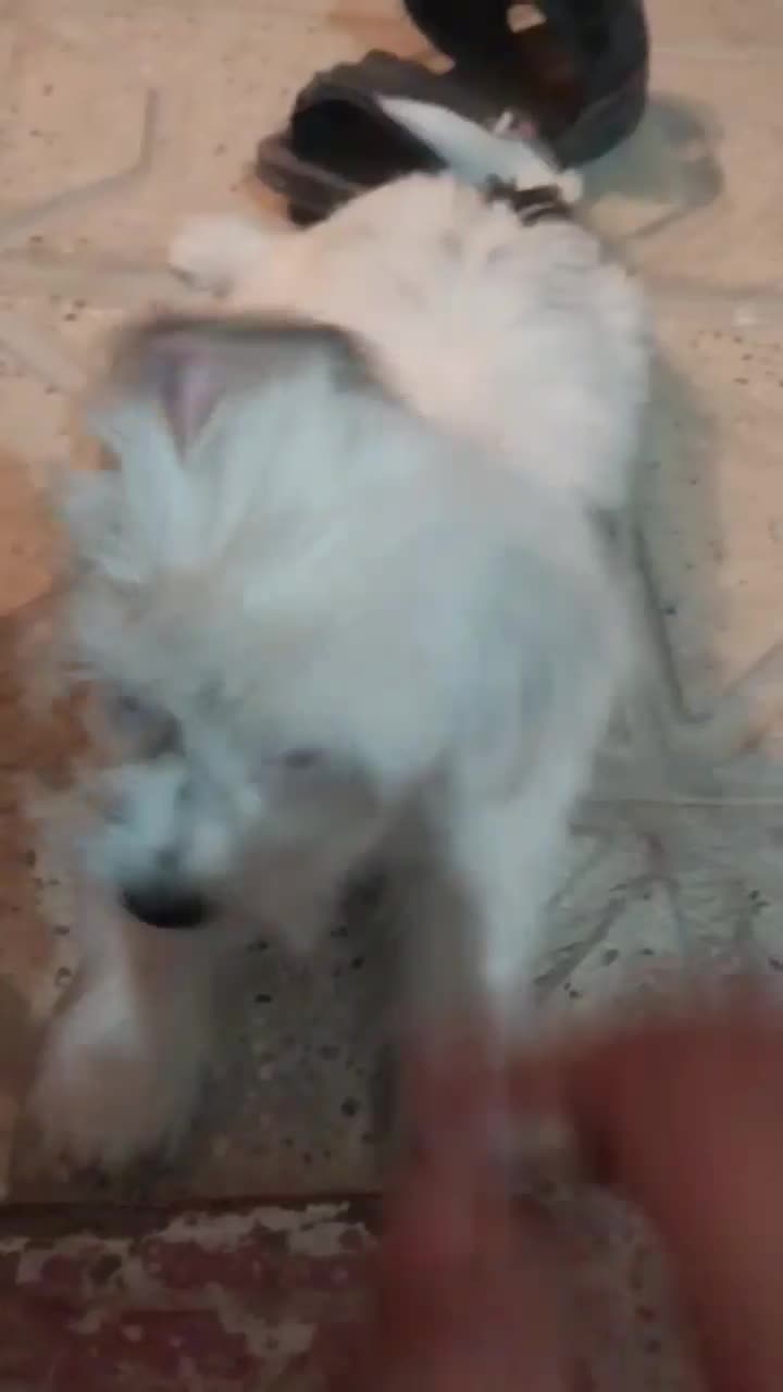 توله سگپاکوتاه(شیتزو)|سگ|شیروان (خراسان), |دیوار