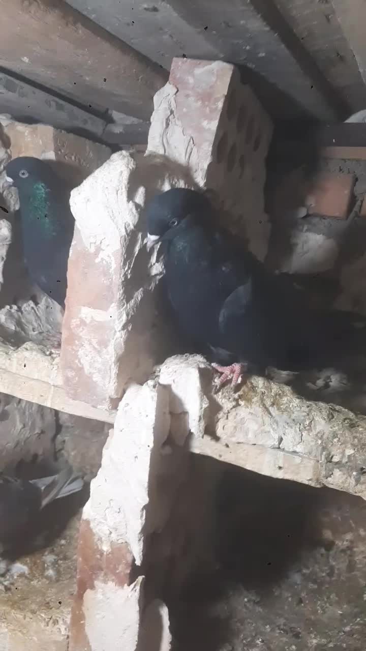 کبوتر زینتی زاغ|پرنده|ایواوغلی, |دیوار