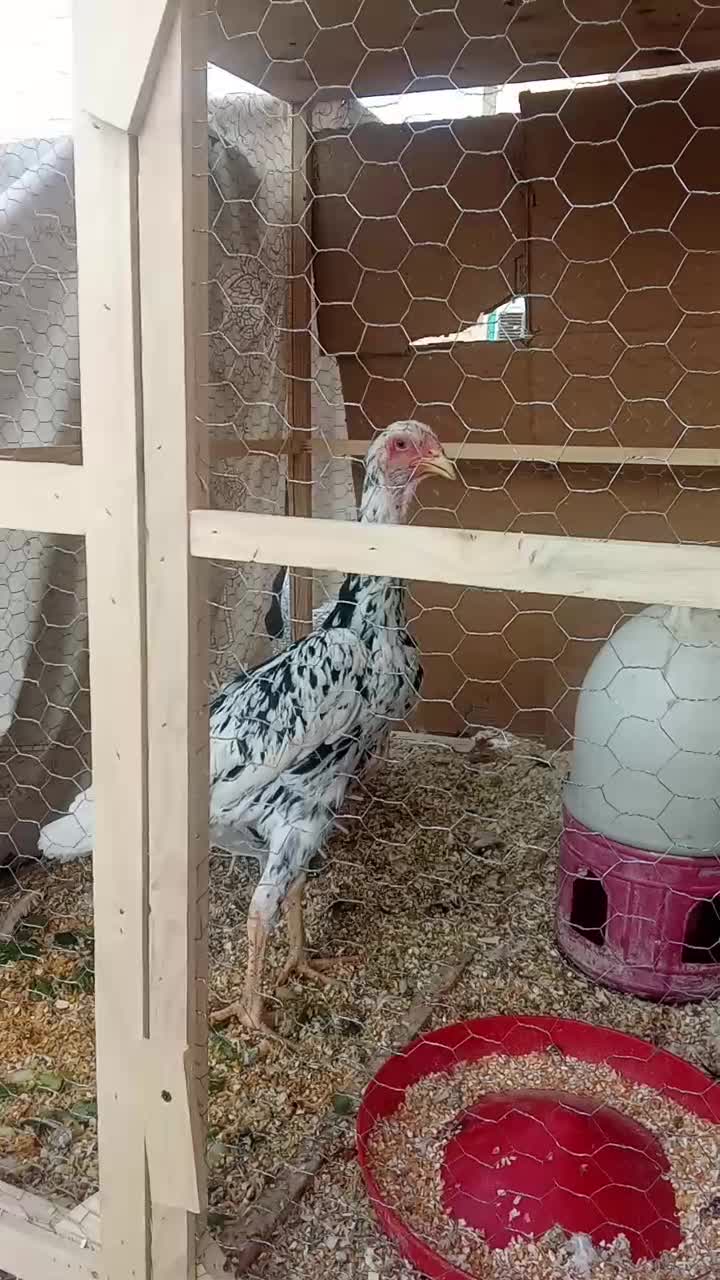 لاری|حیوانات مزرعه|تهران, دانشگاه شریف|دیوار