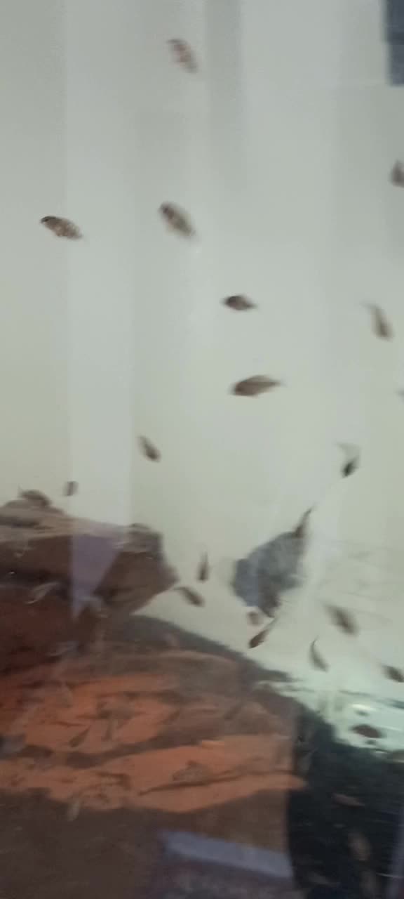 سیچیلاید|ماهی|قم, پردیسان|دیوار