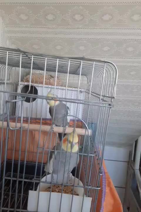 فروش دوعدد عروس هلندی نر وماده سالم و|پرنده|خمین, |دیوار