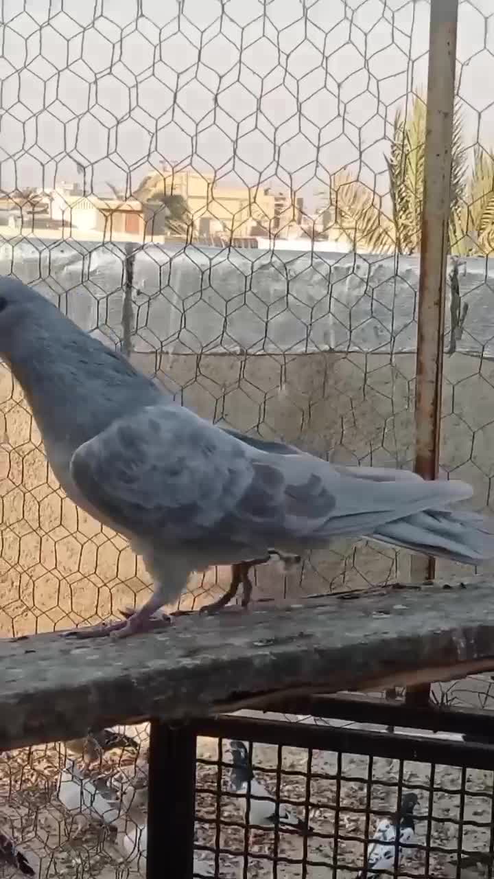 کبوتر پاکستانی|پرنده|بندر گناوه, |دیوار