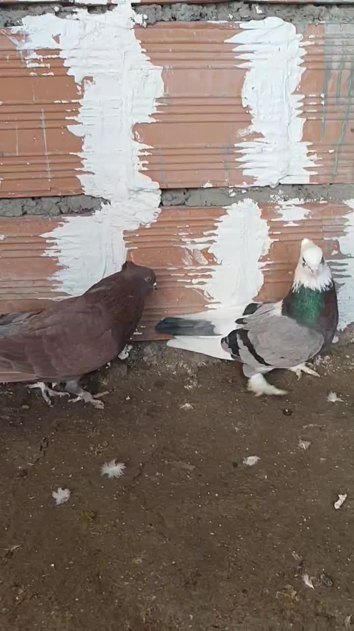 کبوتر|پرنده|خان ببین, |دیوار