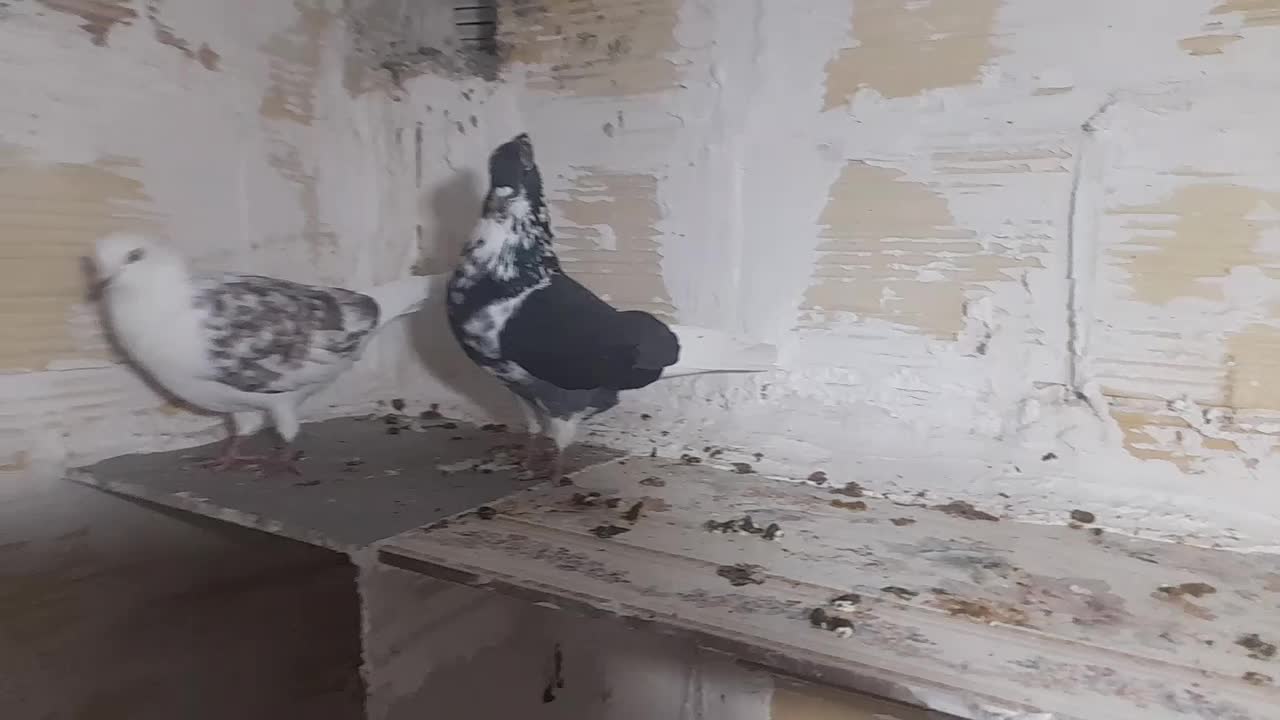 کبوتر فروشی|پرنده|شاهرود, |دیوار