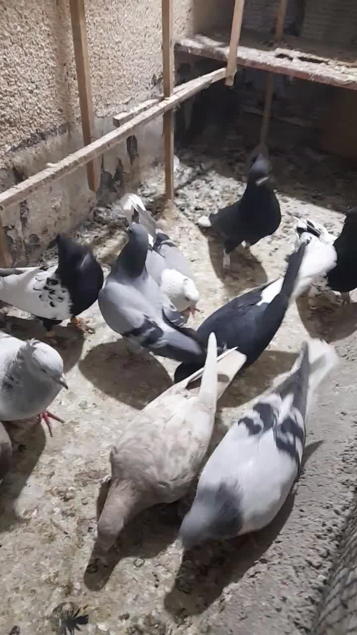 چندتا حیوان هم رنگی هم پرشی|پرنده|قزوین, |دیوار