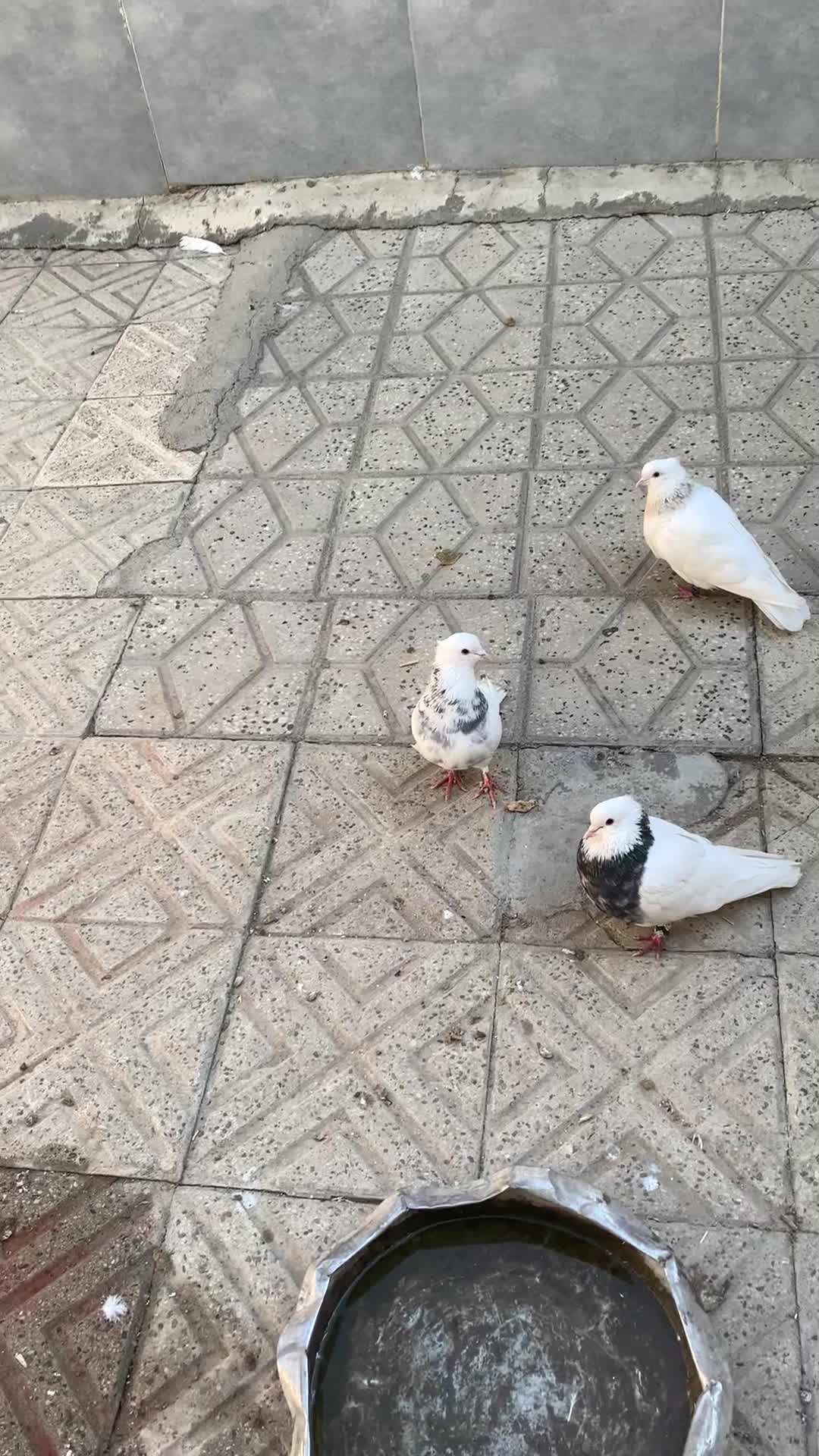 کبوتر طوق|پرنده|مریوان, |دیوار