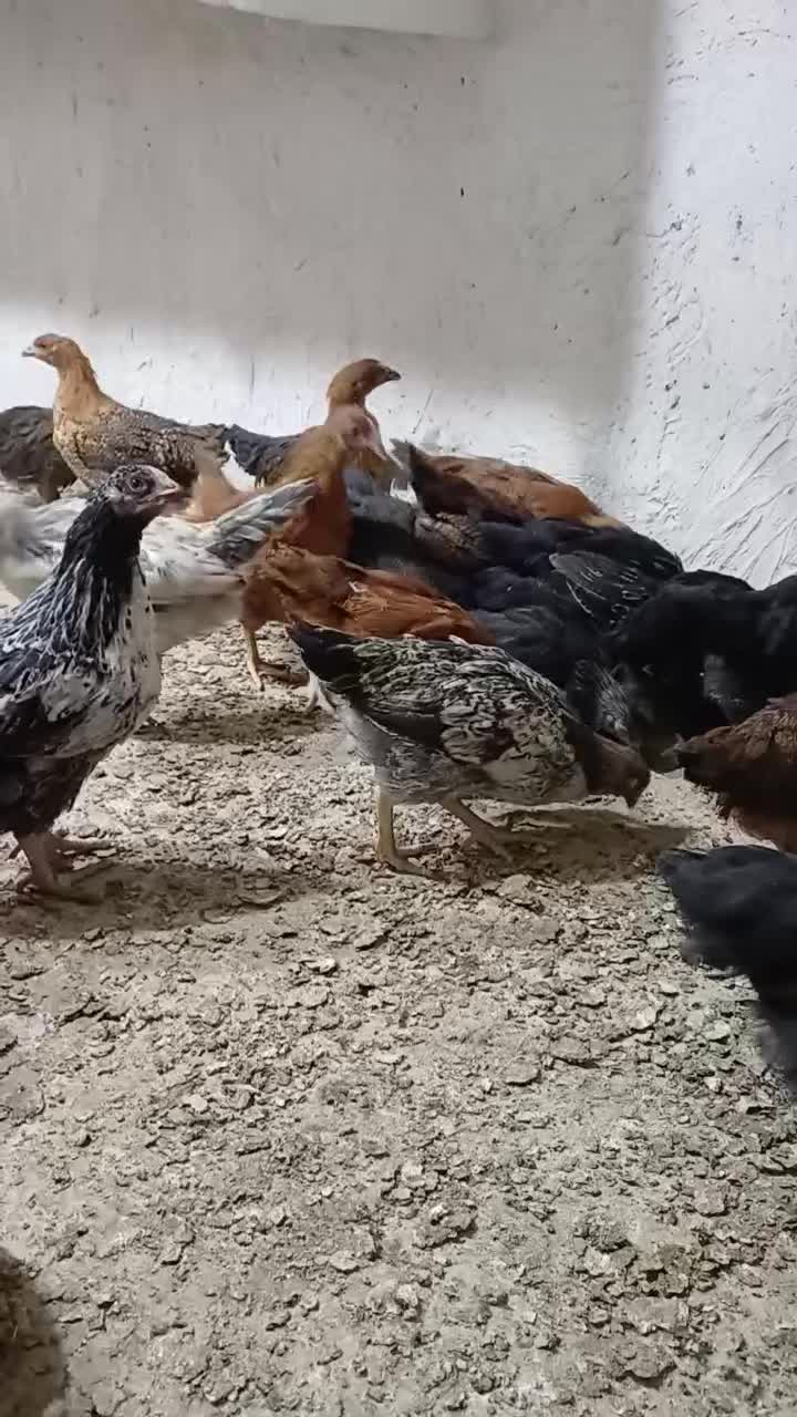 جوجه 70 روزه|حیوانات مزرعه|شیراز, ترمینال باربری|دیوار