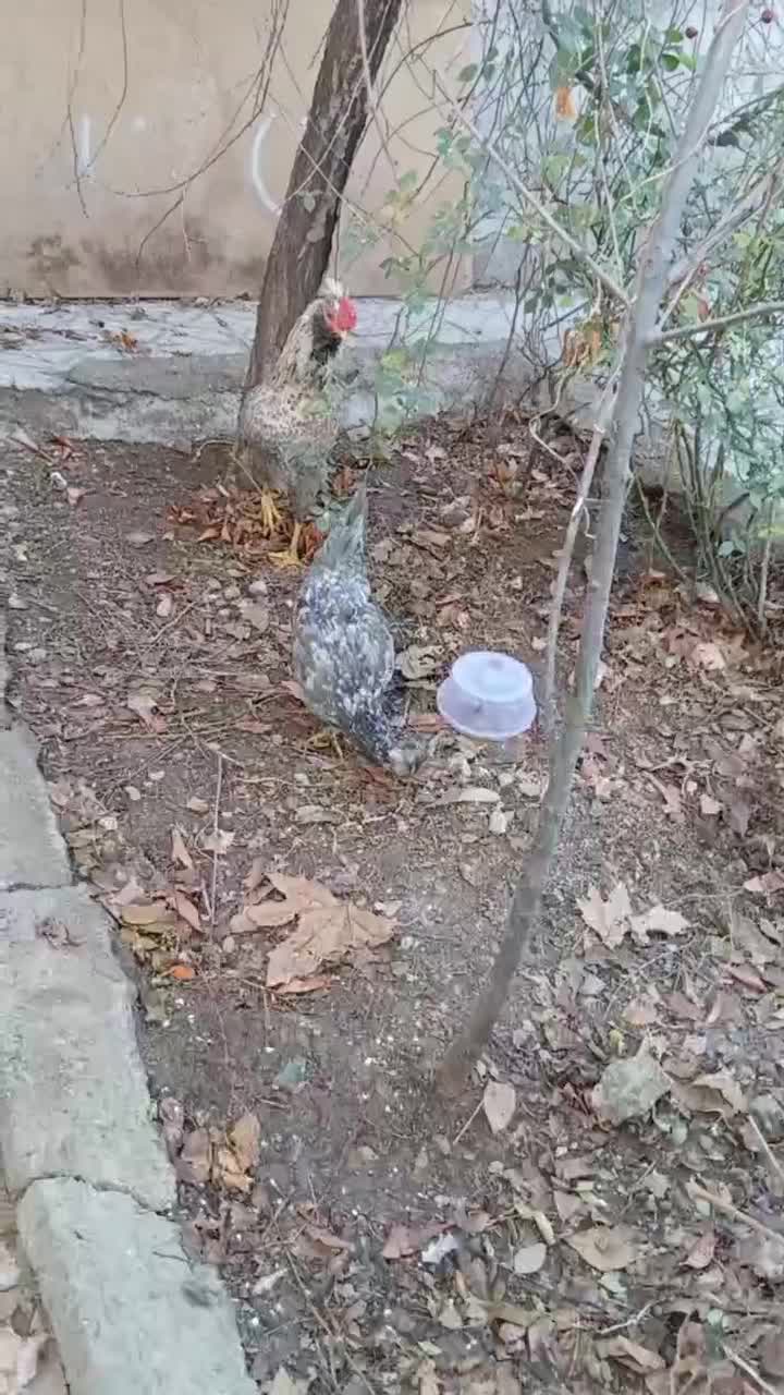 مرغ خروس|پرنده|خزل, |دیوار