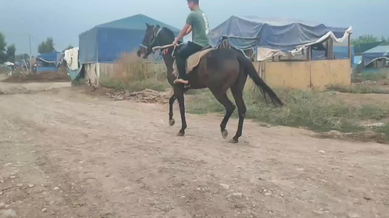 اسب|اسب و تجهیزات اسب‌سواری|گنبد کاووس, |دیوار