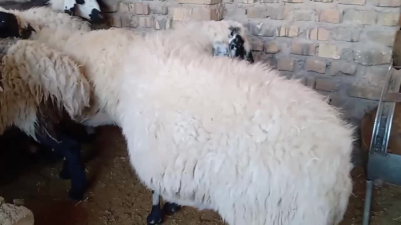 میش آبستن سبک و سنگین|حیوانات مزرعه|اردکان, |دیوار