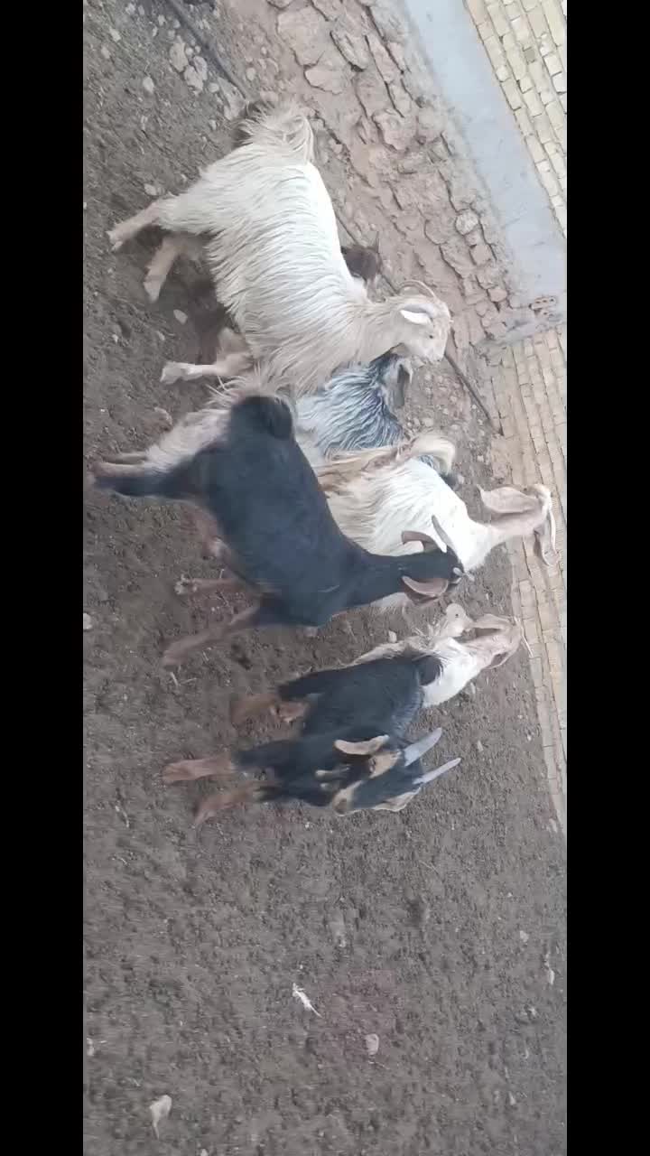 بز کهره دار|حیوانات مزرعه|کوار, |دیوار