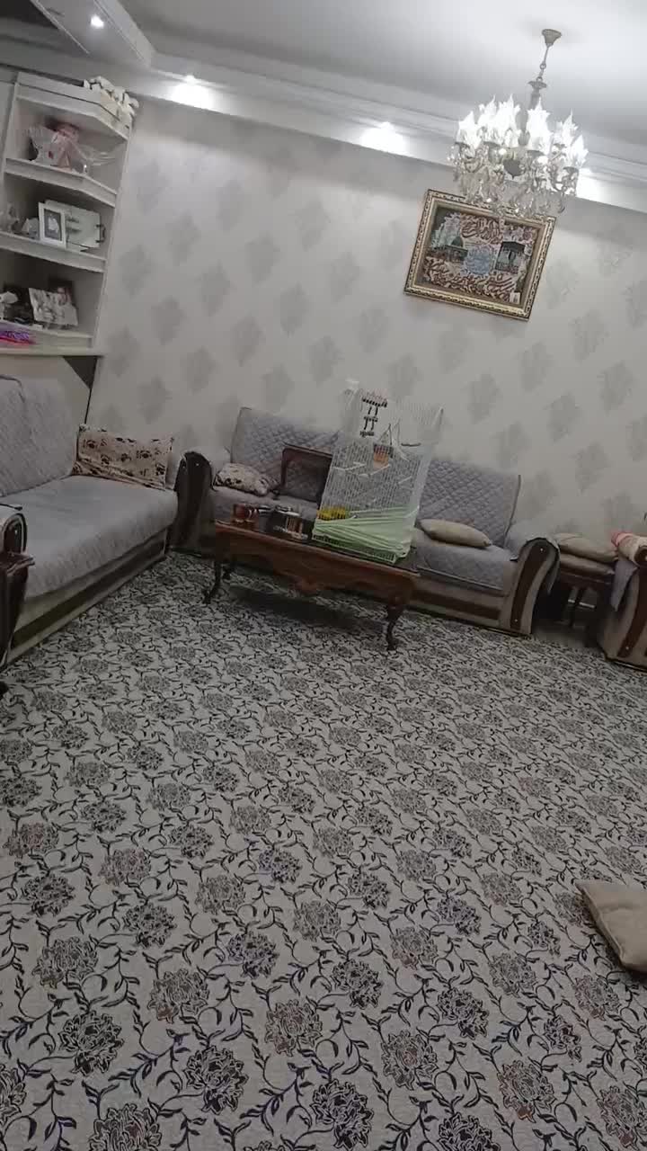 عروس هلندی اهلی|پرنده|تبریز, |دیوار