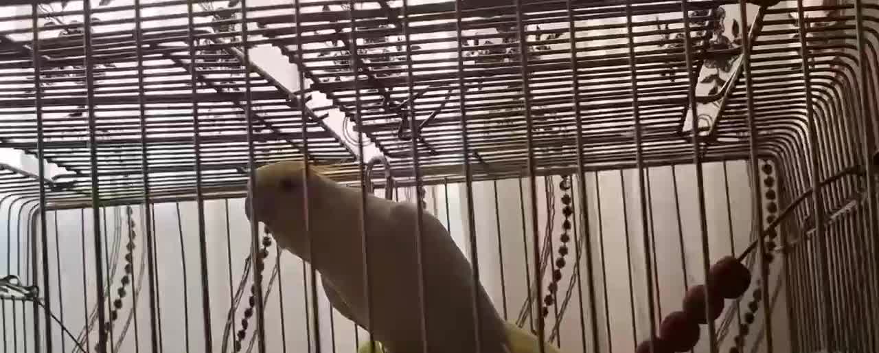 یک جفت عروس هلندی مولد|پرنده|اصفهان, سرتاوه|دیوار