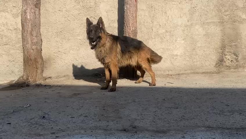 ژرمن شولاین سگ پلیس|سگ|شاهدشهر, |دیوار