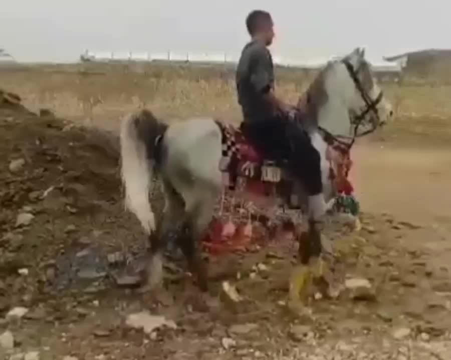 اسب نریان|اسب و تجهیزات اسب‌سواری|معصومیه, |دیوار