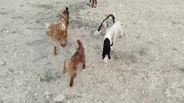 کهره|حیوانات مزرعه|بندر کنگان, |دیوار