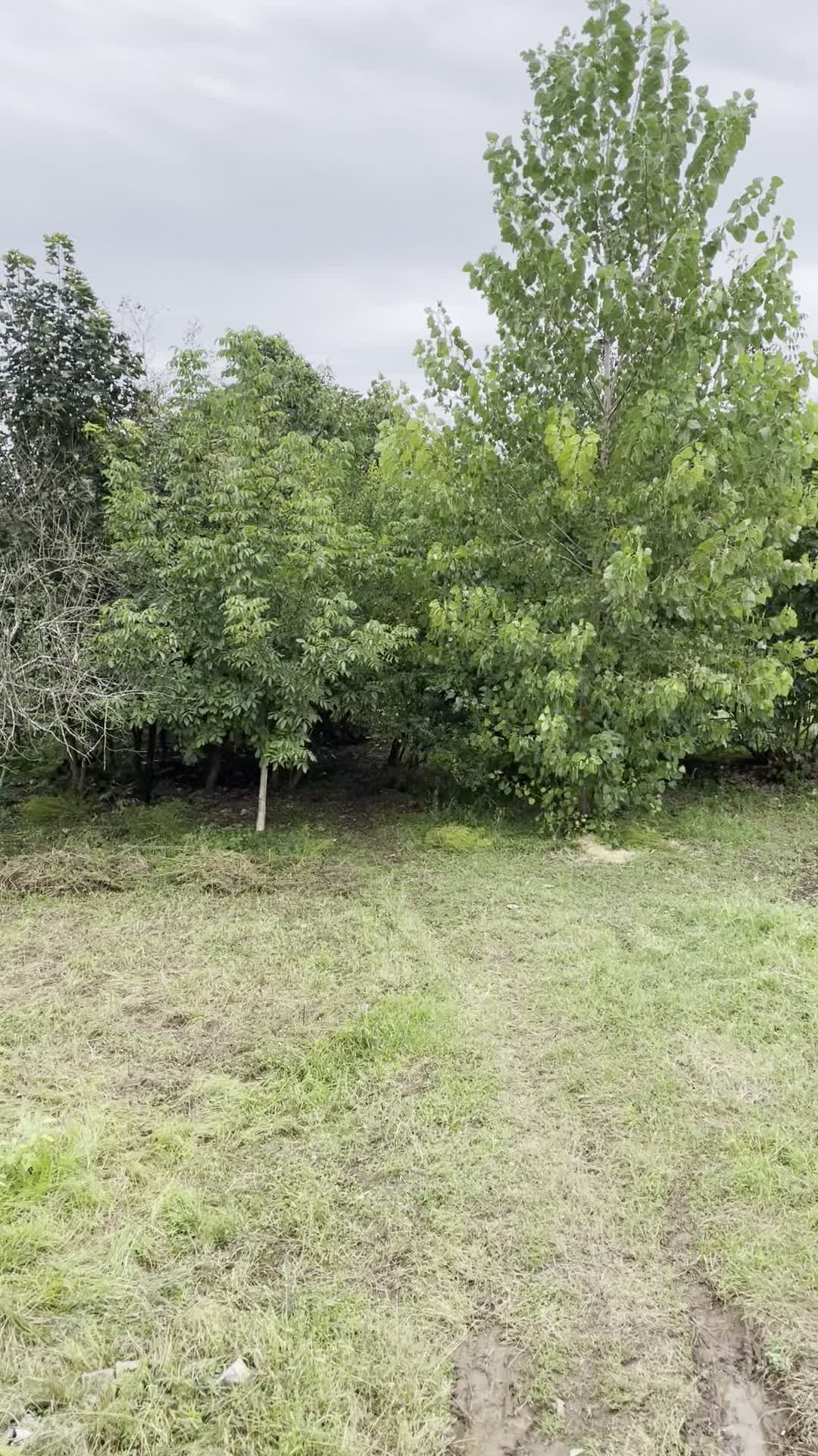 سوئیت ویلا کلبه سوئیسی|اجارهٔ کوتاهمدت ویلا و باغ|رضوانشهر, |دیوار