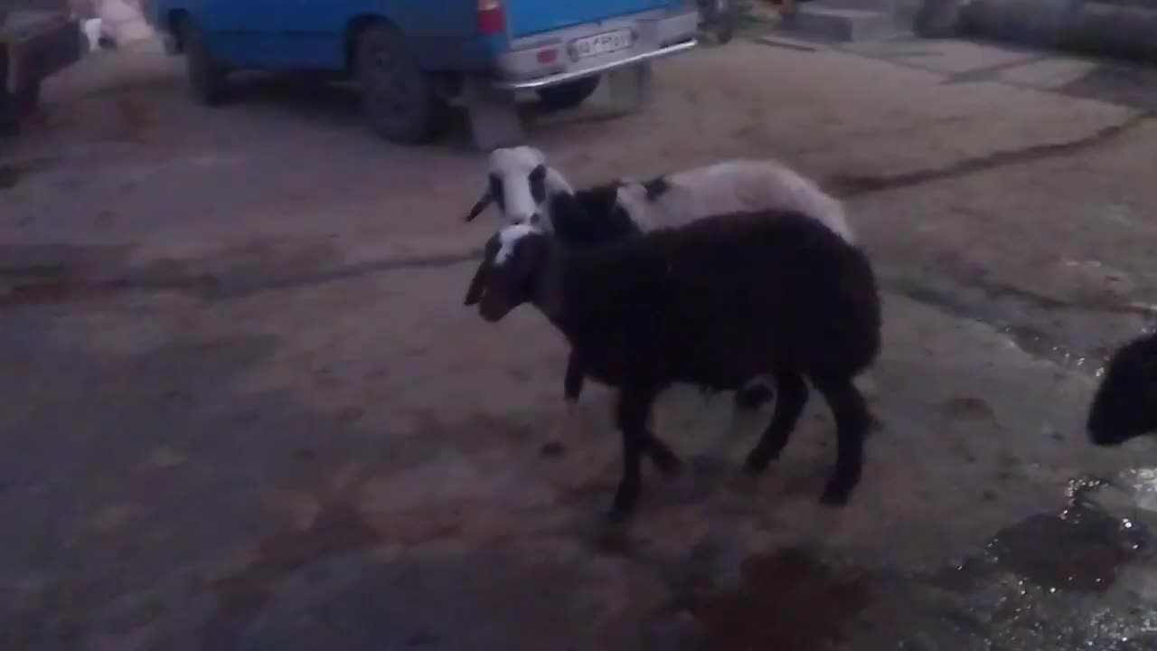 بره نر وماده پلنگی|حیوانات مزرعه|بروجرد, |دیوار