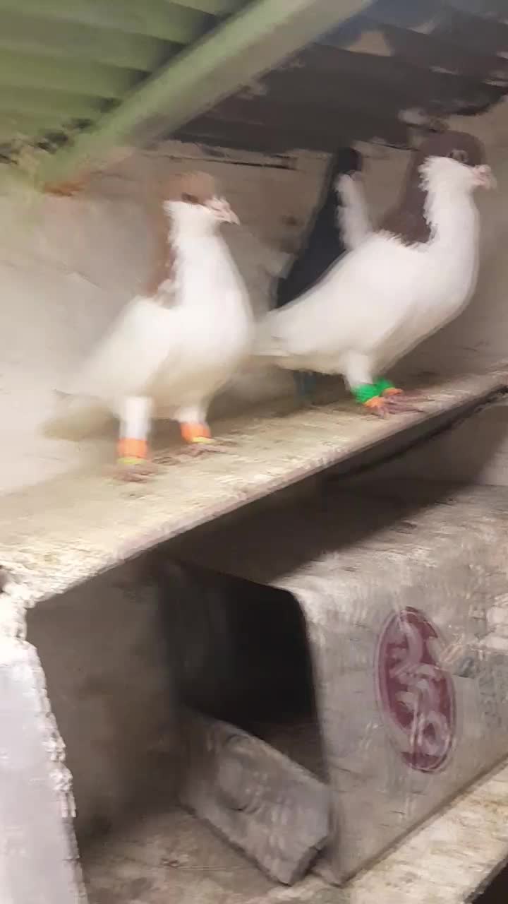 خواهشا عکس خوب نگاه کن پسند شد زنگ بزن .|پرنده|اقبالیه, |دیوار