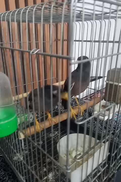 مرغ مینا سخنگو|پرنده|قدس, شهر‌قدس|دیوار