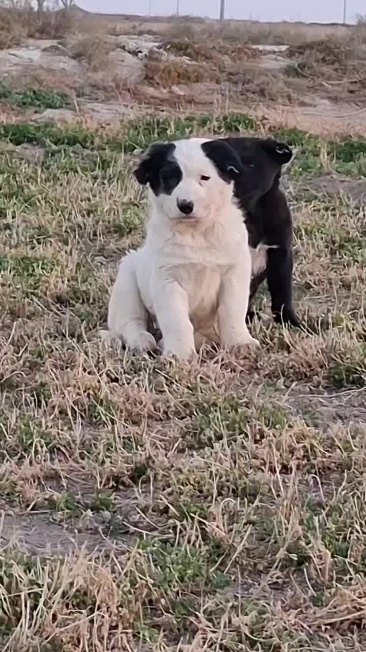 توله قدرجونی(قهدریجانی)|سگ|ورزنه, |دیوار