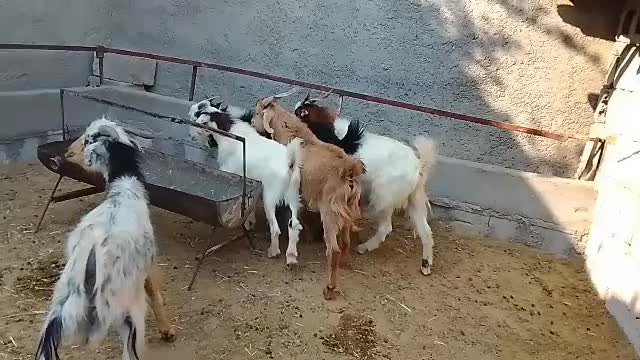 فروش ۶تا کهره نر سالم و سرحال|حیوانات مزرعه|مهر, |دیوار