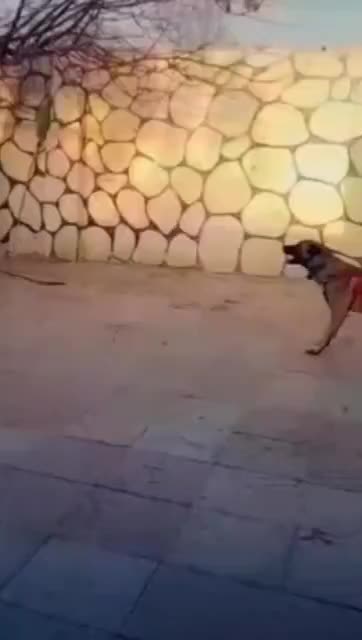 واگذاری مالینویز|سگ|شهریار, شهریار|دیوار