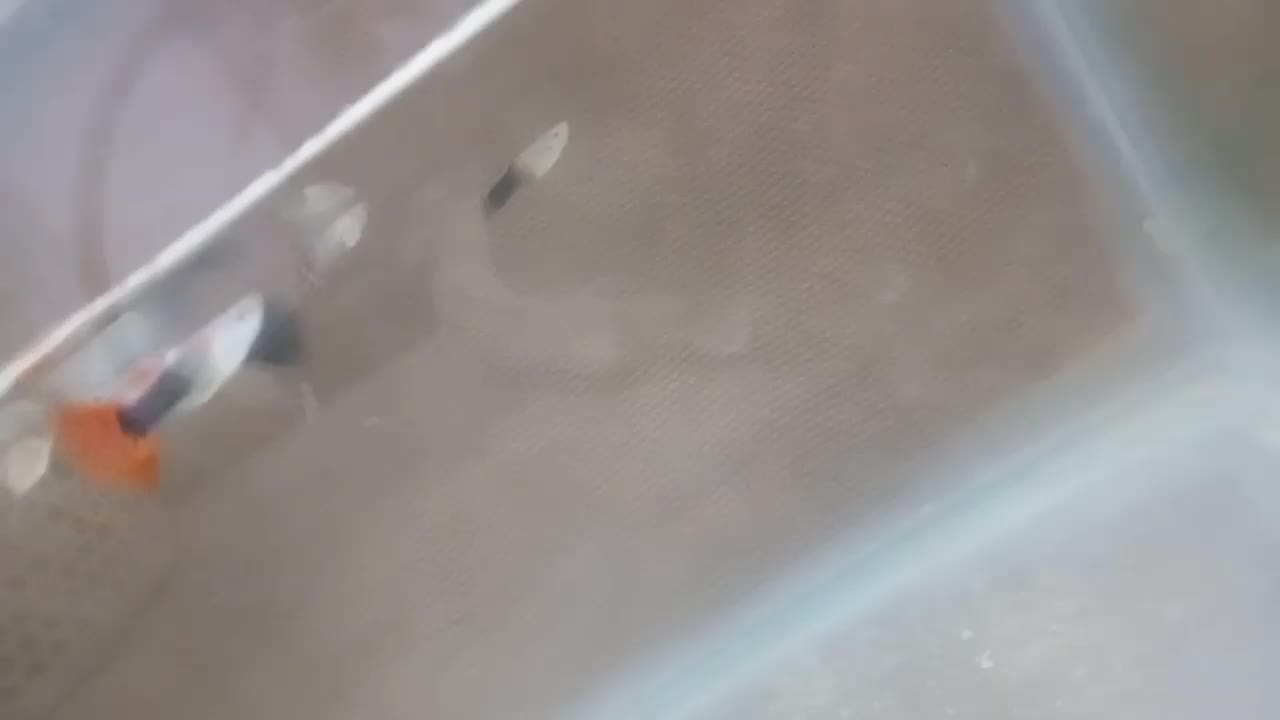 9 تا ماهی  و   1 شکم پر  گوپی|ماهی|تربت جام, شهید غلام زاده|دیوار