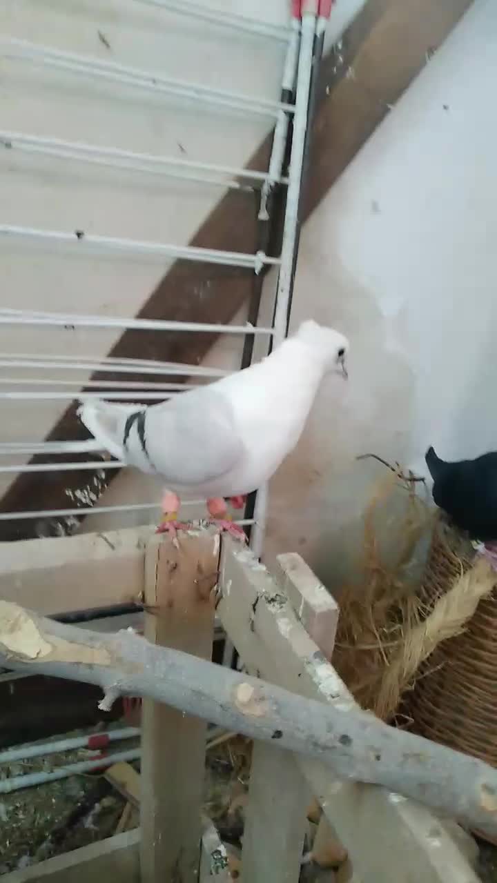 پشتدار کاغذی ماده|پرنده|تاکستان, |دیوار