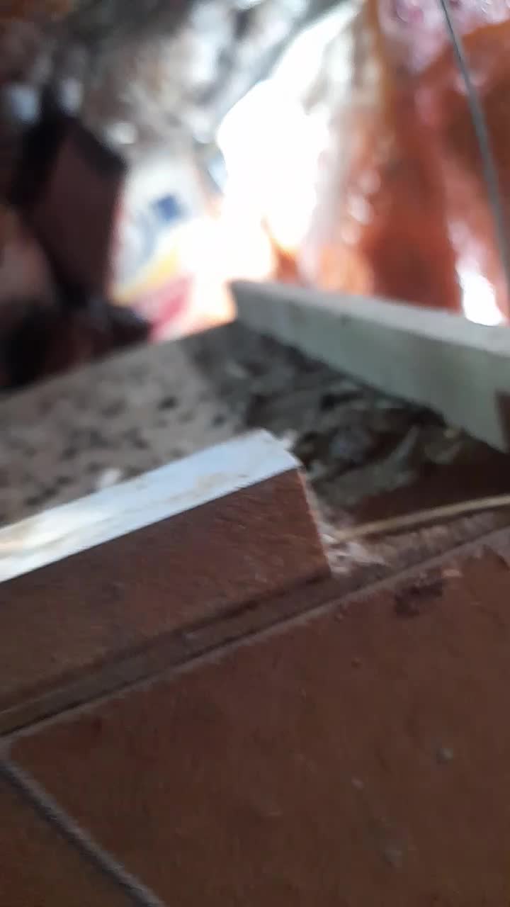 طوطی برزیلی *مورد عشق پروانی*فنچ کرواتی|پرنده|بهبهان, |دیوار