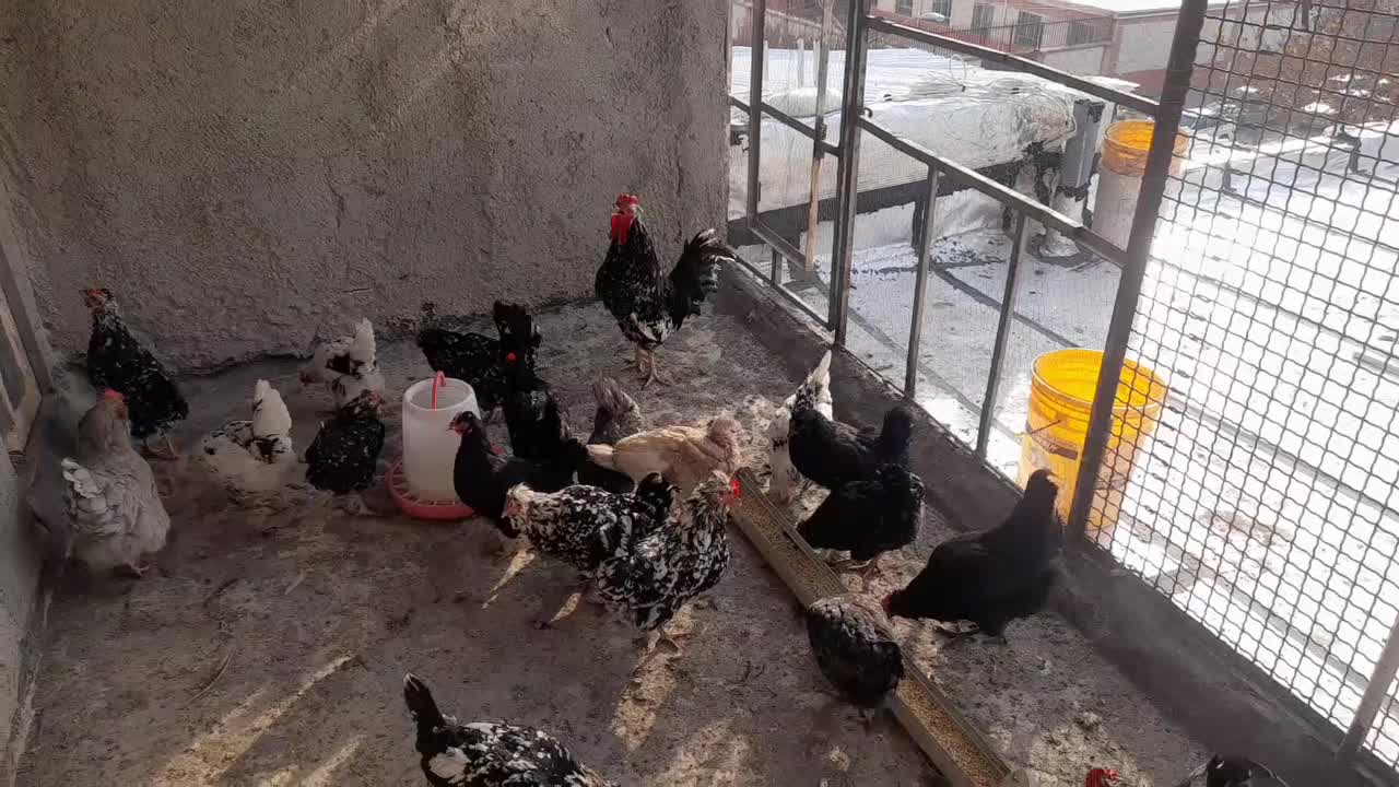 تخم نطفه دار گلین اصیل|حیوانات مزرعه|قزوین, |دیوار