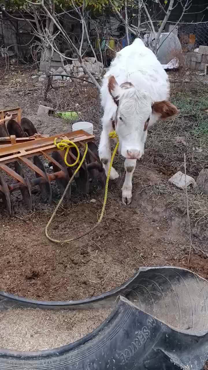 گاو محلی|حیوانات مزرعه|فراغی, |دیوار