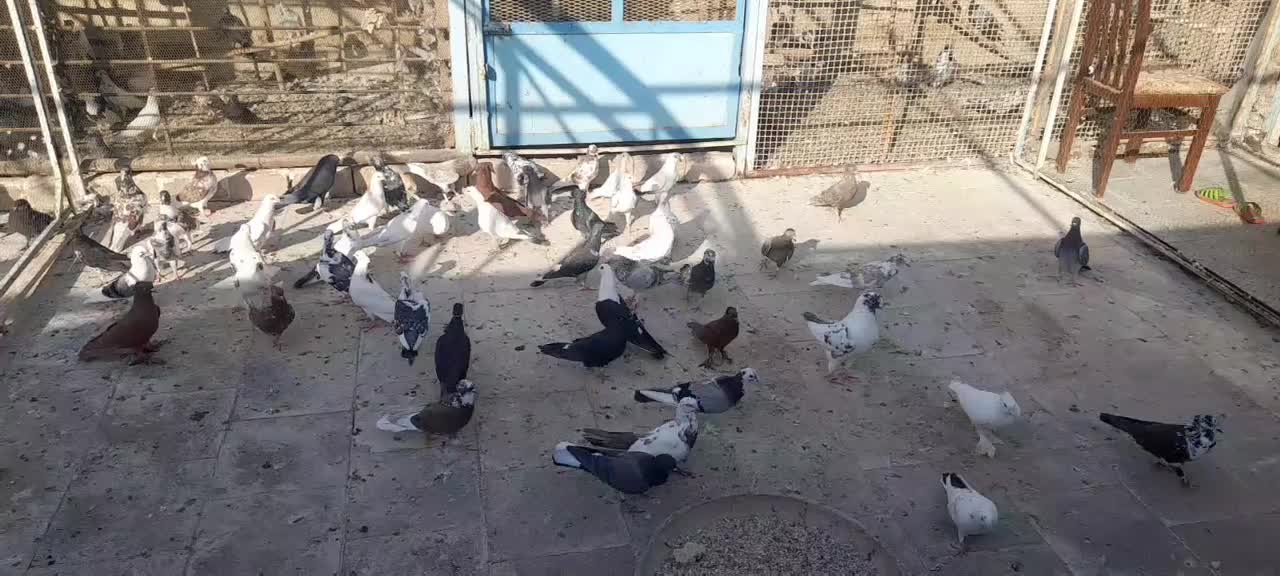 تعدادی کفتر خش خال|پرنده|قم, آزادگان|دیوار