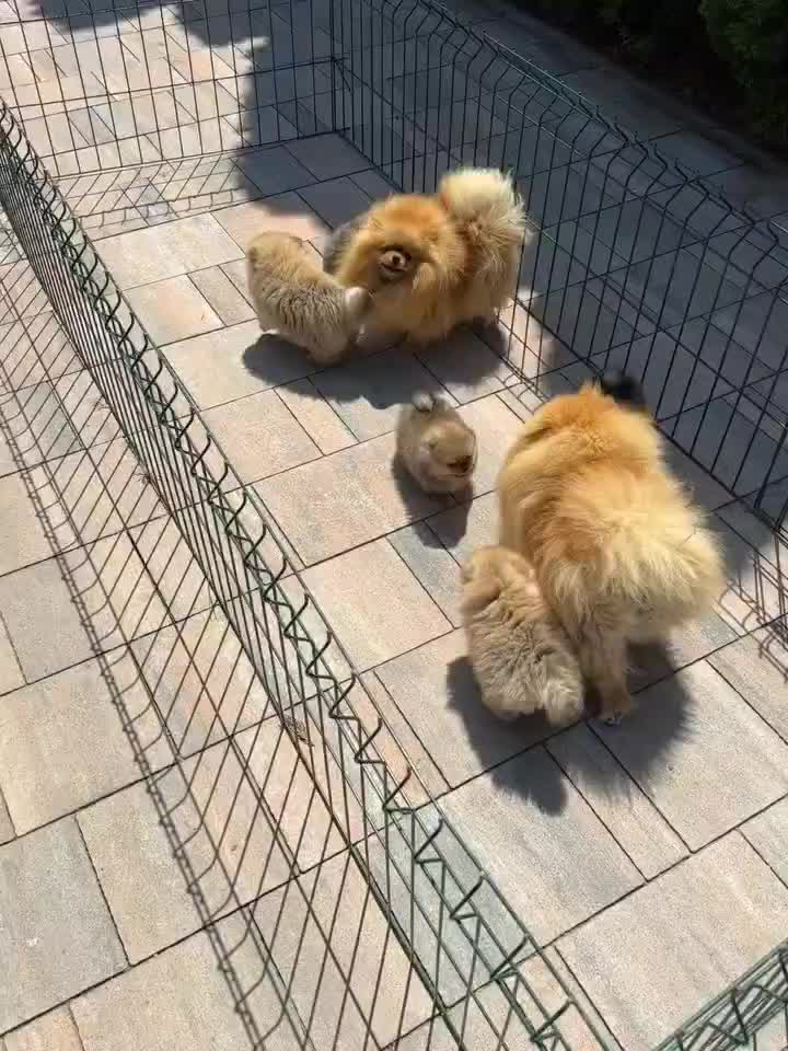 سگ توله پامرانین پامر خرسی pomeranian کیفیت بالا|سگ|تهران, آسمان|دیوار