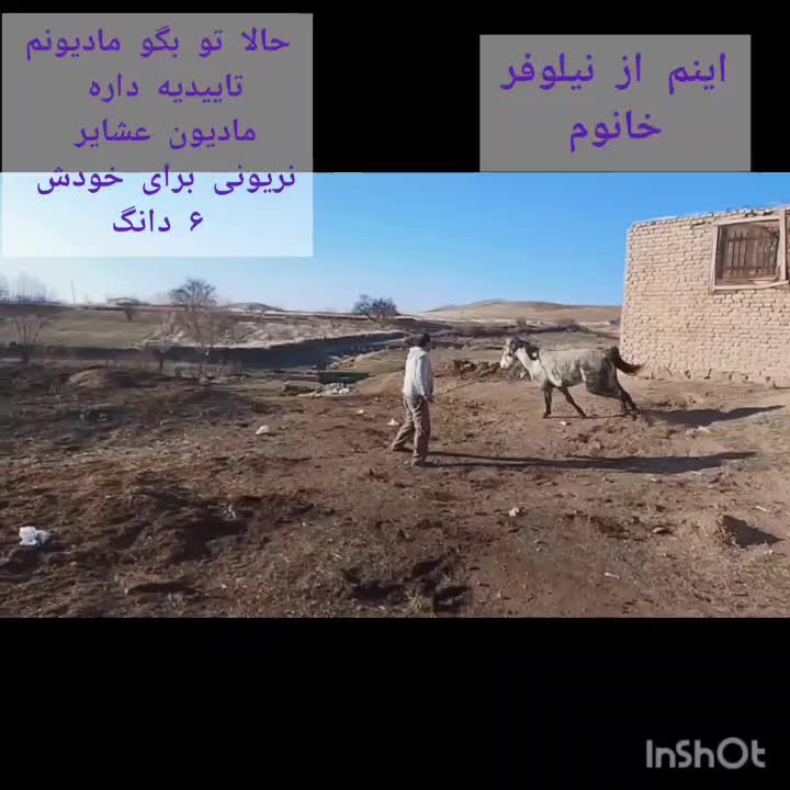 سردار کره سبلان خان|اسب و تجهیزات اسبسواری|سنقر, |دیوار