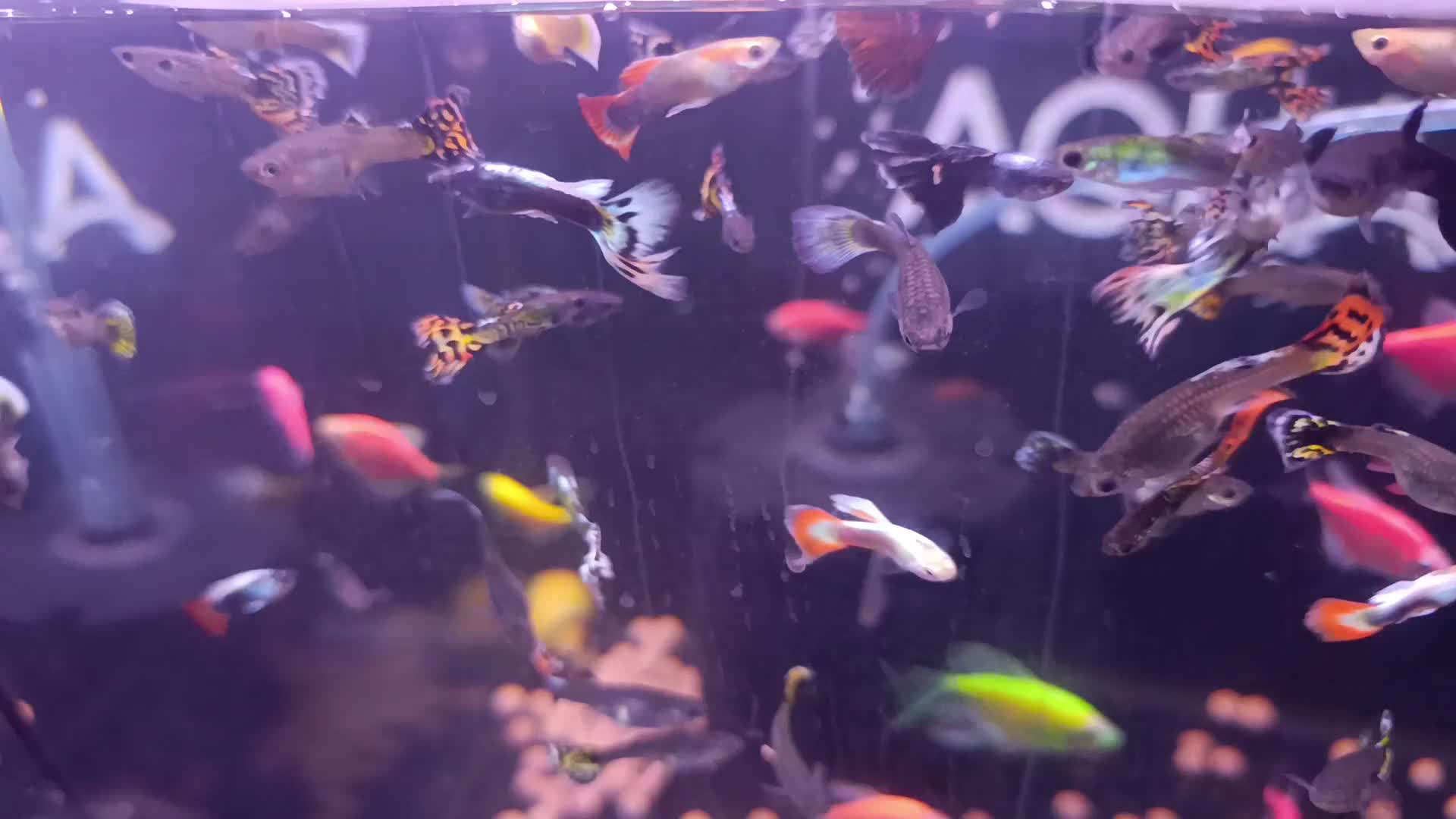 فروش گوپی میکس نر و ماده|ماهی|کرمان, |دیوار