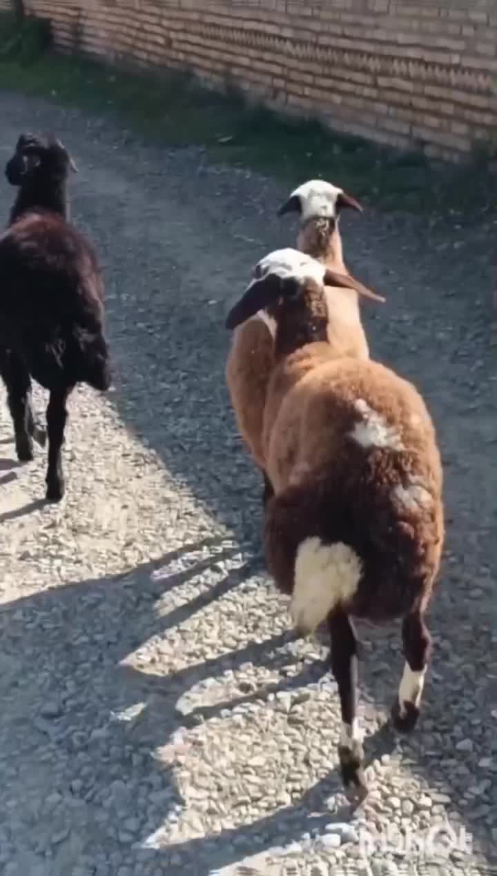 توقلی ماده جنس دار|حیوانات مزرعه|سیمین شهر, |دیوار