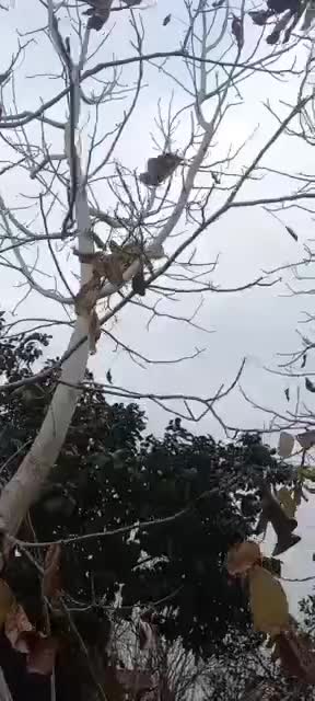 سگ ژرمن ماده نگهبان  تربیتشده|سگ|زرگرشهر, |دیوار