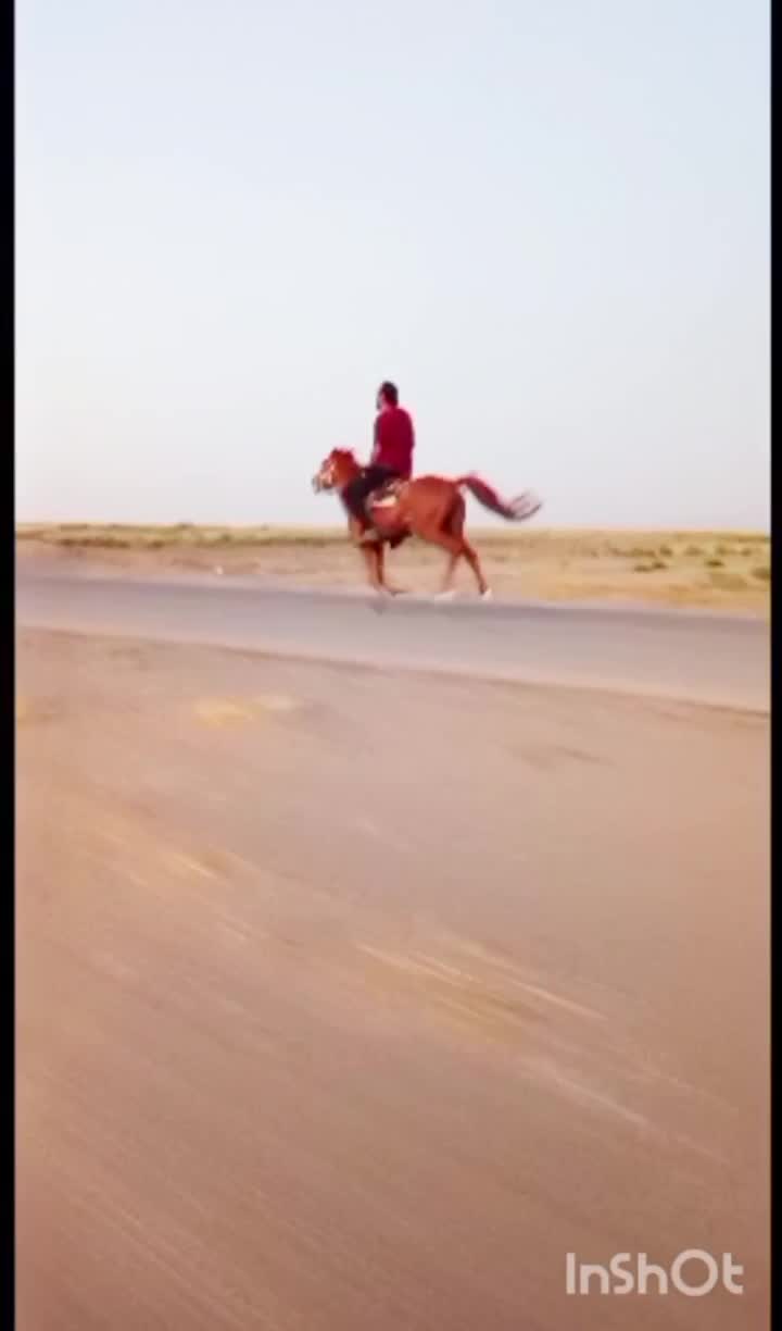 سلام کردتاخت ویورقه|اسب و تجهیزات اسب‌سواری|بیرجند, |دیوار