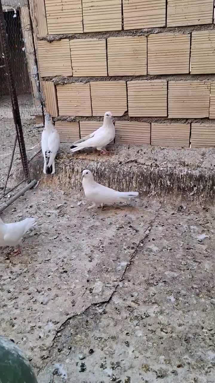 کفتر ،کبوتر پرشی (4تا نر)|پرنده|قم, نخودی|دیوار