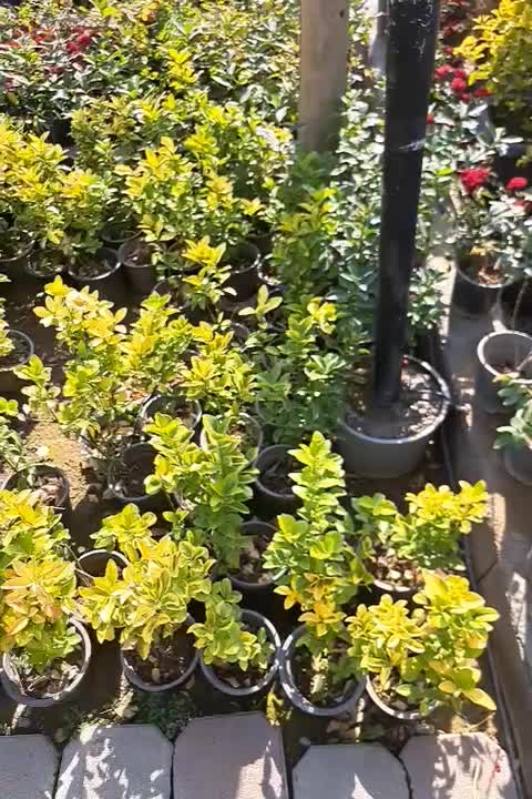 شمشاد طلایی سطل ۳|گل و گیاه طبیعی|شهریار, شهریار|دیوار