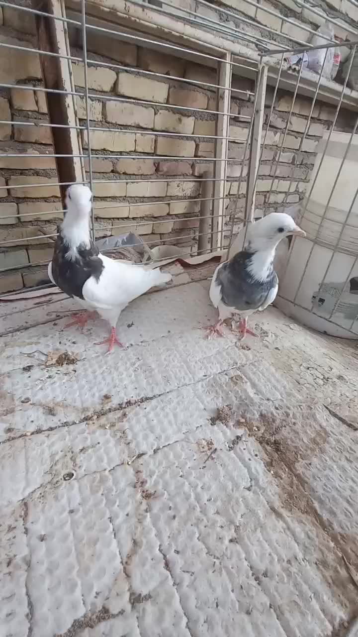 کبوتر‌طوقی|پرنده|یزد, |دیوار