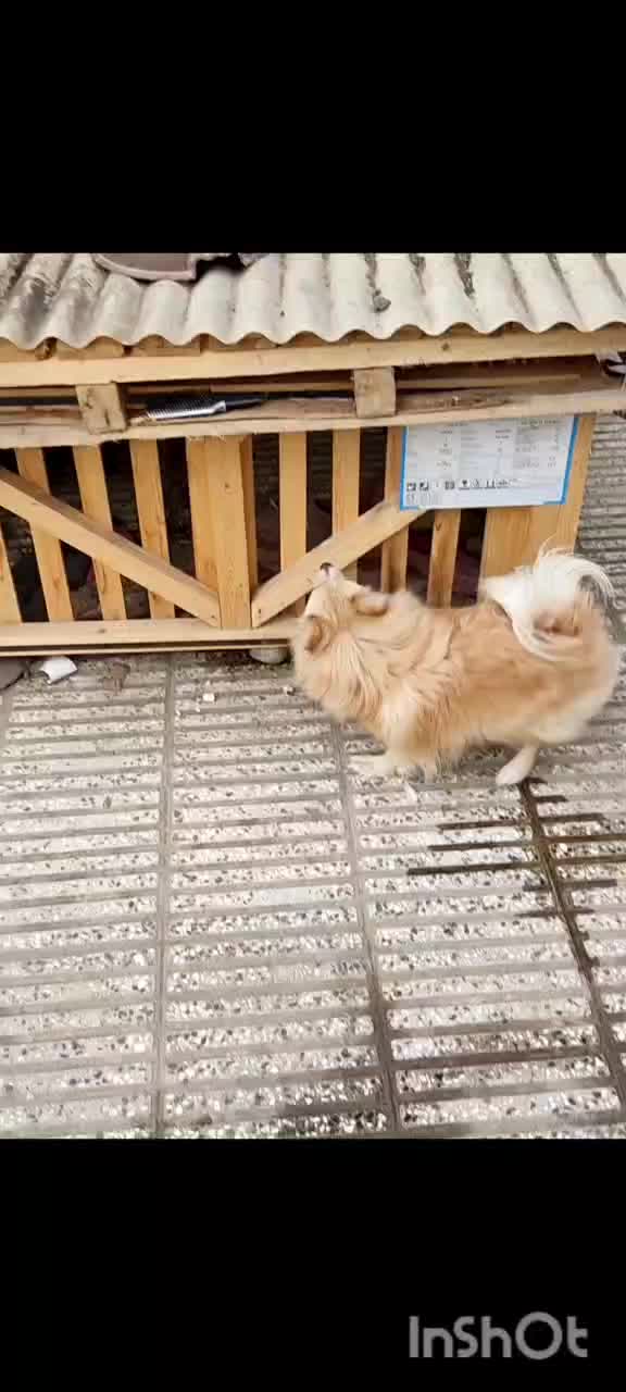 سگ،پامر|سگ|گرگان, |دیوار