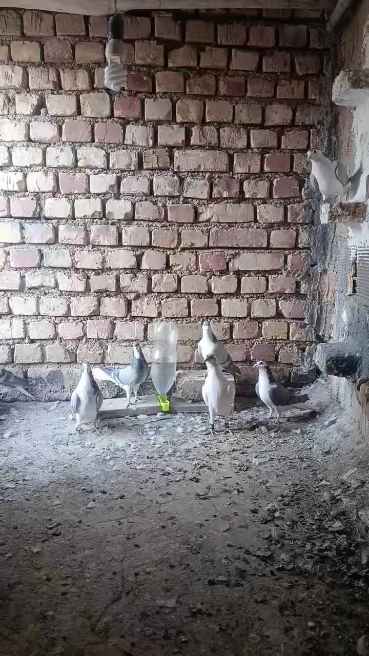 کبوتر دمگیر بن ..|پرنده|بن, |دیوار