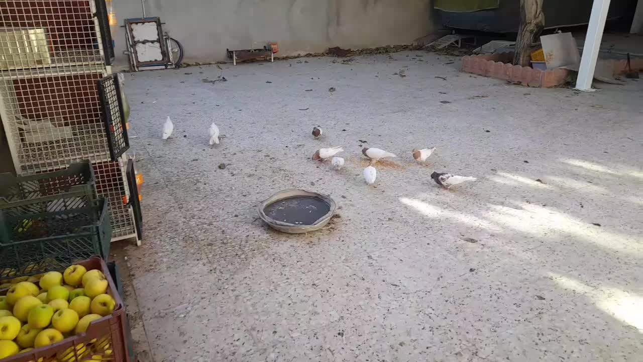 فروش کبوتررنگی فقط کله ای|پرنده|سمیرم, |دیوار